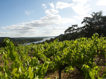 Coteaux d'Ancenis / © C. Menes