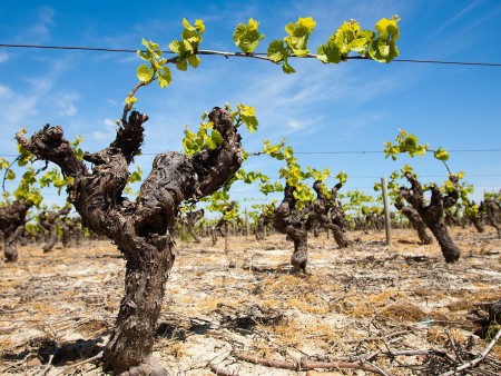 Le vignoble du Muscadet / © V. Joncheray
