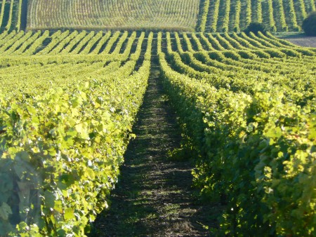 Rangs de vignes / © CDCHS V. Sabadel
