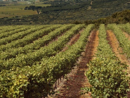 Sejour gourmand au coeur des vignes / © DR