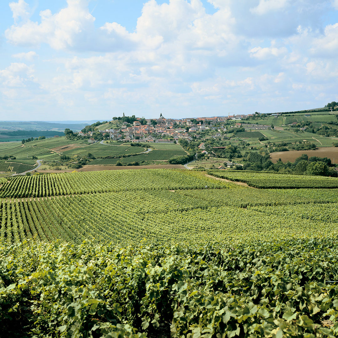 Vignoble, Chatillon sur Marne / © P Guerin Coll. CDT Marne