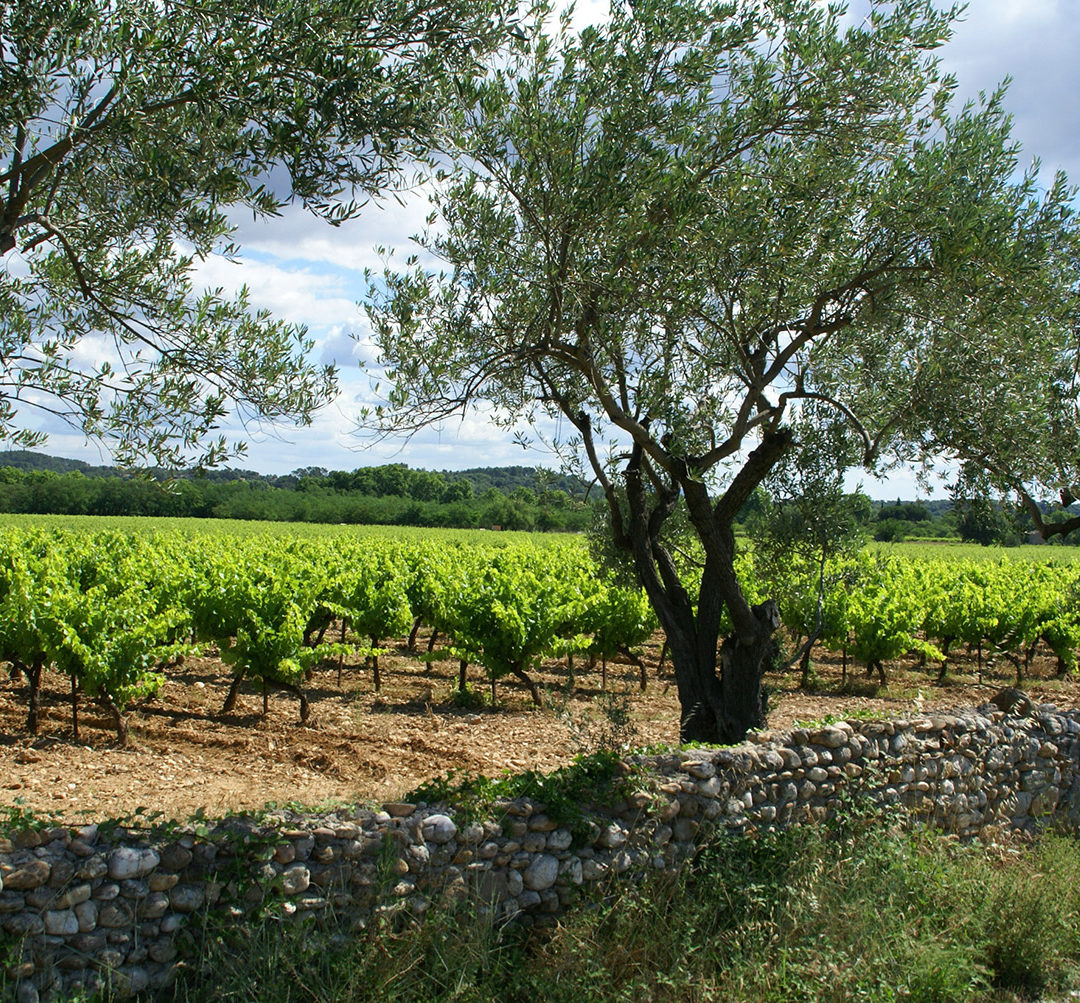 Piémont vigne et olivier / © DR