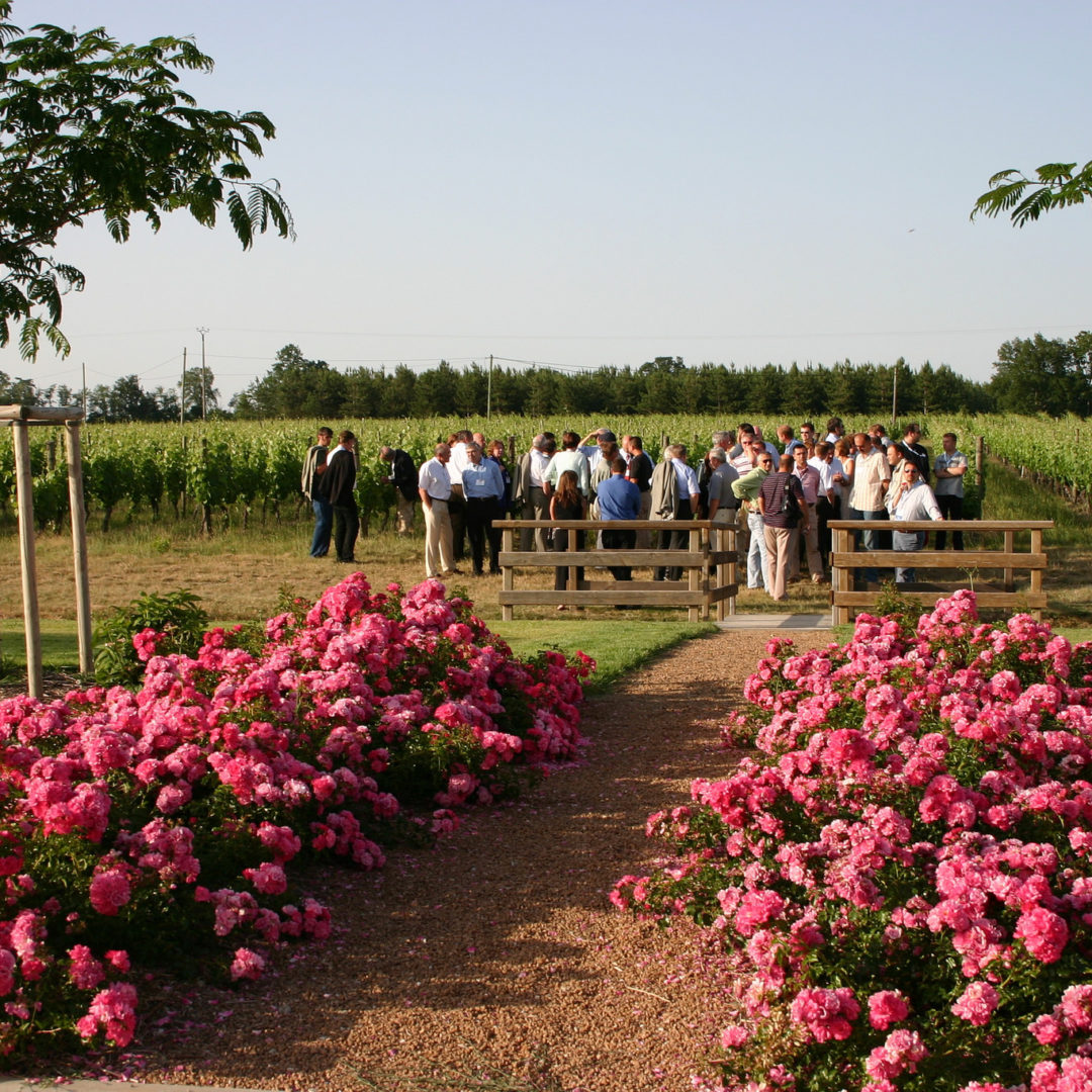 Vignoble de Fronton, Cransac / © Nathalie Lacomme - Maison des vins Fronton
