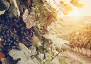 Iter Vitis, uva rossa