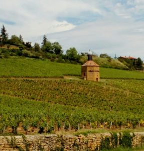 Iter Vitis, Rencontres de Terroir 2019 / © Iter Vitis