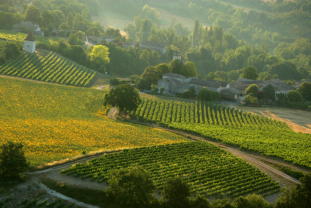 gaillac vignoble découverte association