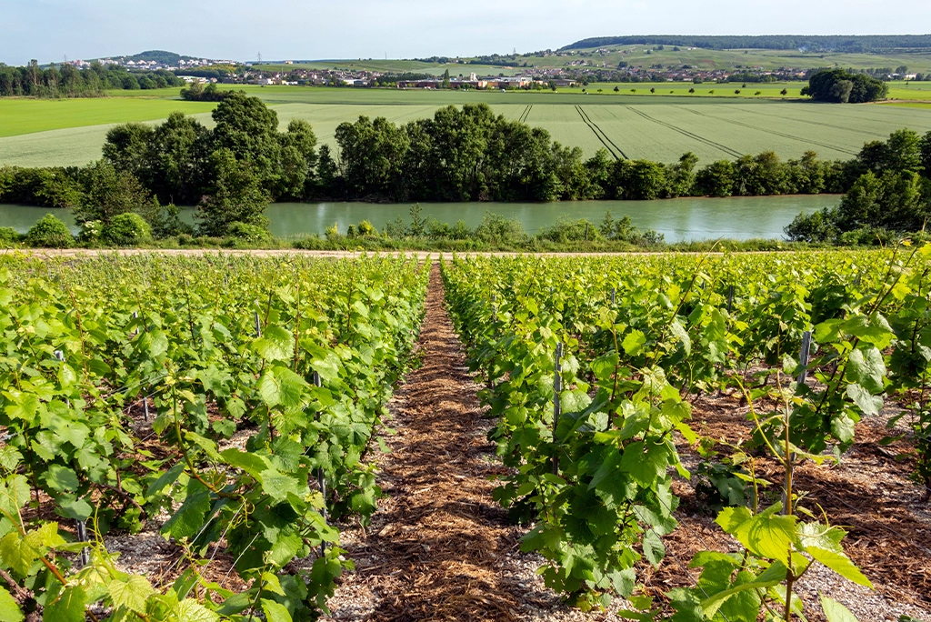 région Champagne