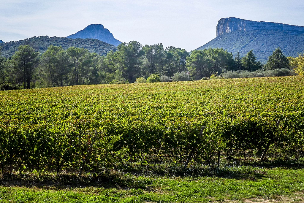 HERAULT ITER VITIS