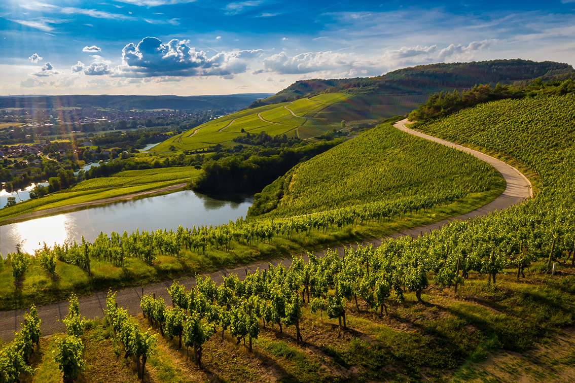 champs de vignes rivière, soleil