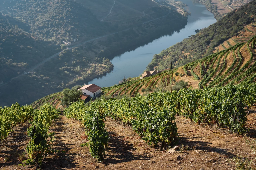 Coline, rivière, maison, vignes