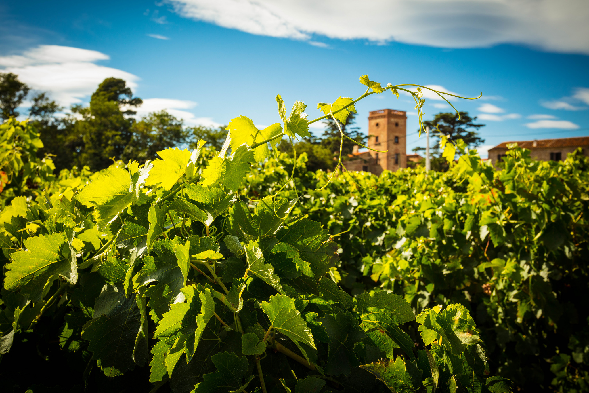 Photo - Domaine Lafage