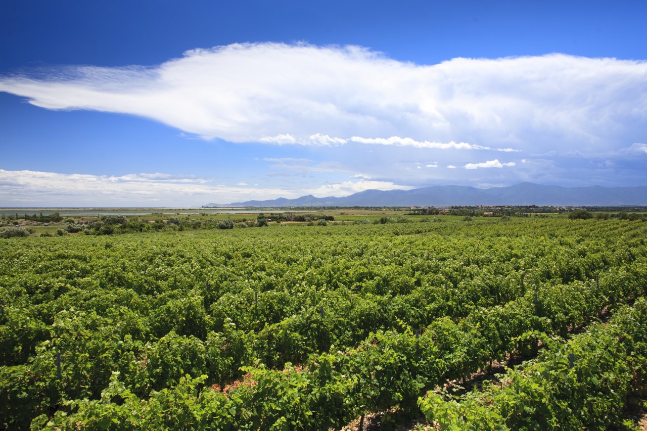 Vignoble chateau des hospices